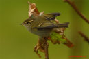 Yellow-browed Warbler